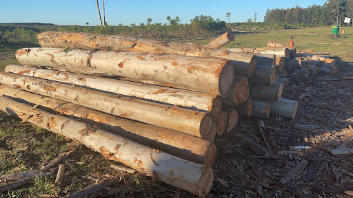 ▷ 【ASERRADERO】en Fray Bentos | Las Canteras