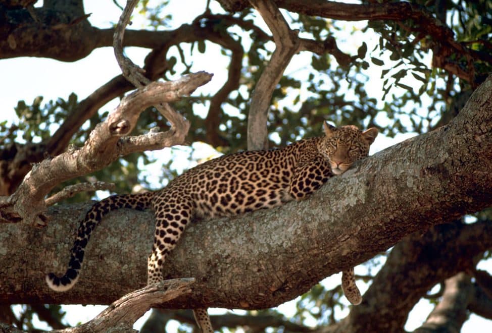 arboreal