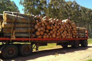 Aserraderos en Aiguá, Uruguay: Guía Completa de Servicios y Productos de Madera Locales
