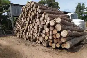 Aserraderos en Castillos, Uruguay: Guía Completa de Opciones y Servicios de Aserrado en la Zona